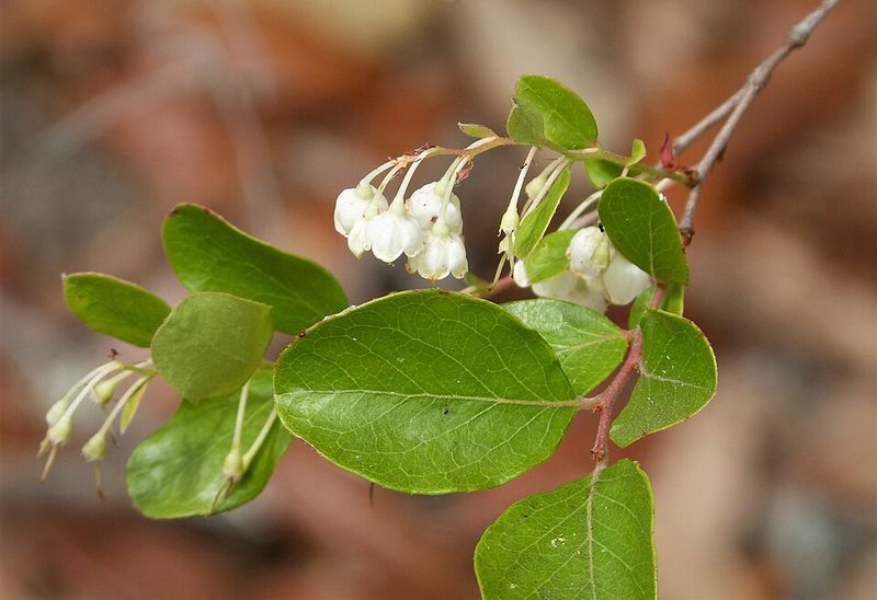 Sparkleberry Attracts Birds During Berry Season