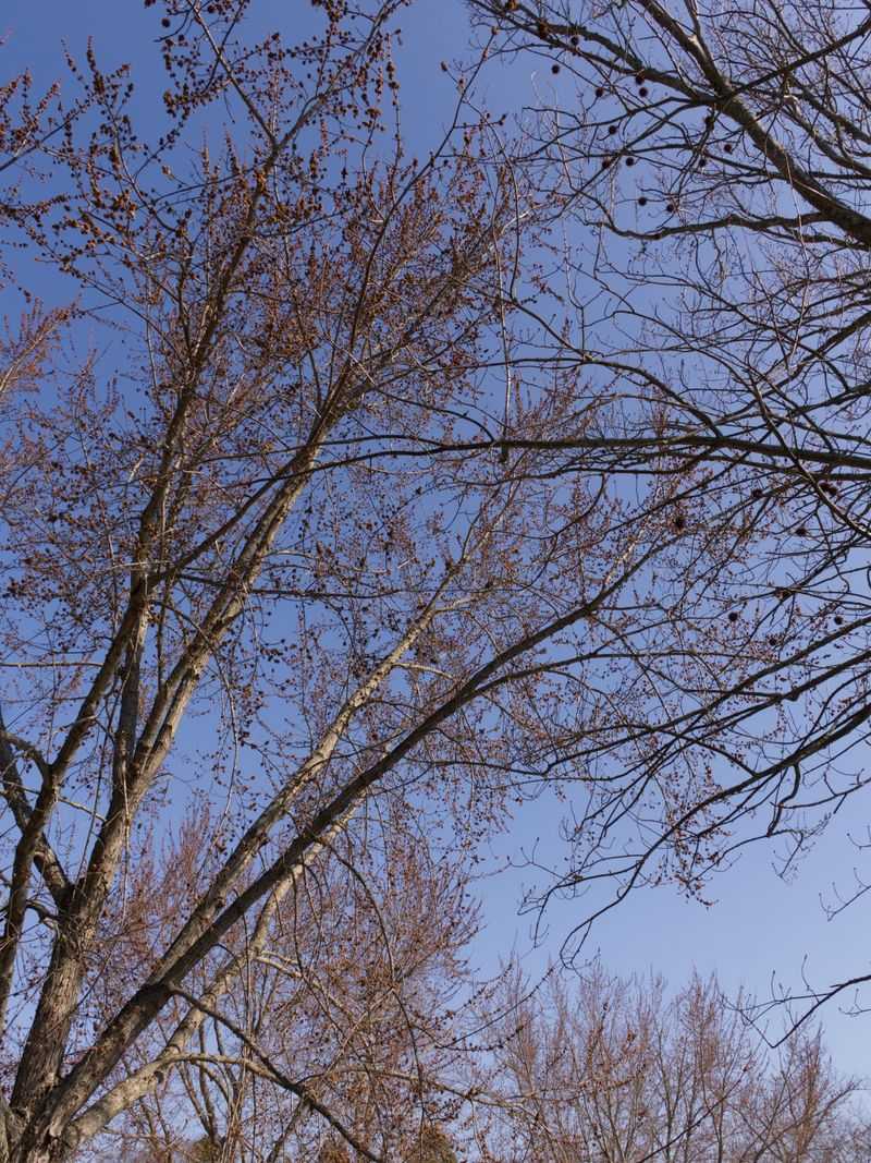 Sparse Leaves During Growing Season Often Signal Tree Stress Sparse Leaves During Growing Season Often Signal Tree Stress