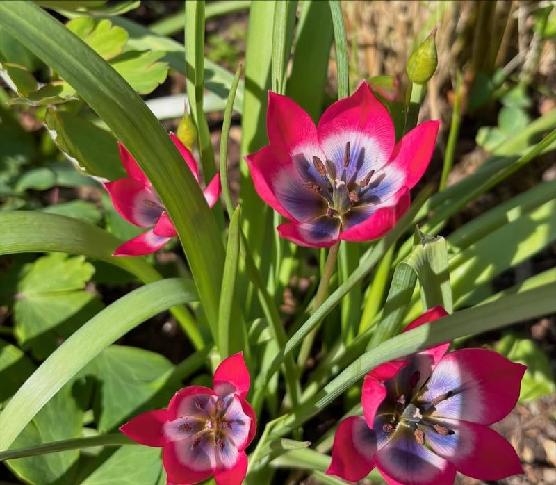 Species Tulips (Tulipa Species)