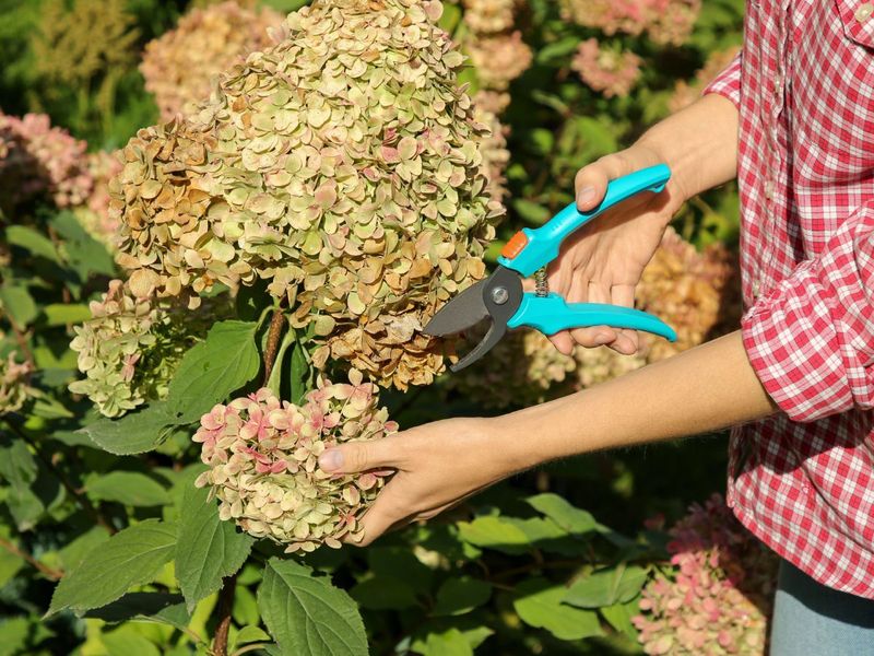 Spent Blooms Can Be Removed Carefully