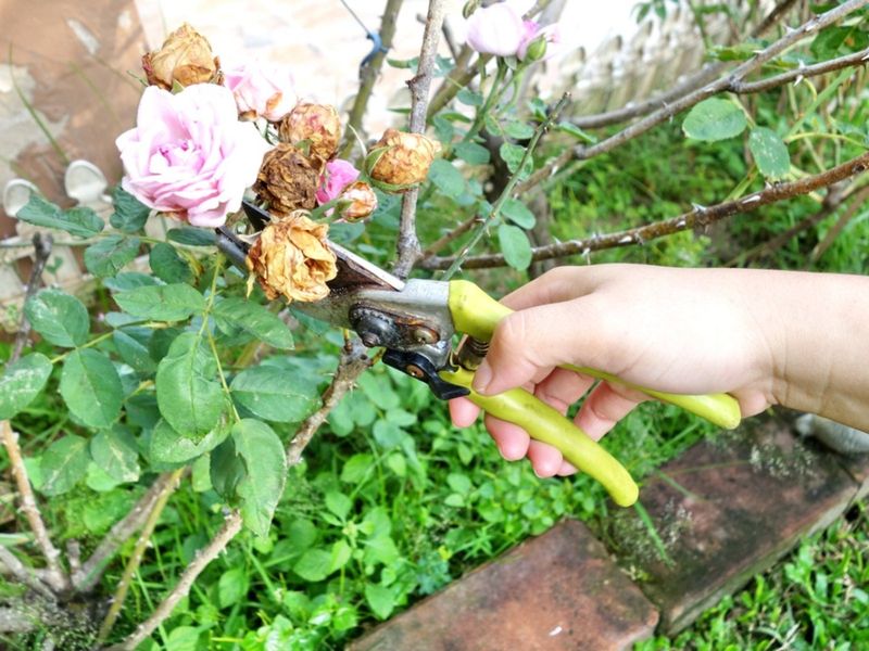 Spent Blooms Drain Energy Once Temperatures Start Climbing