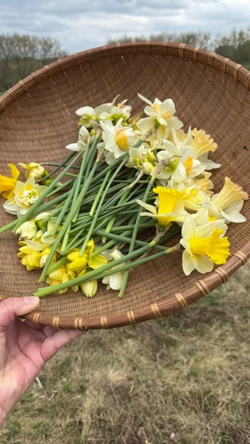 Spent Blooms Should Be Removed Before Seed Production Starts Spent Blooms Should Be Removed Before Seed Production Starts