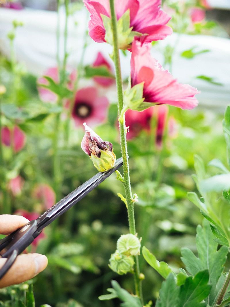 Spent Blooms Should Be Removed For Tidier Growth