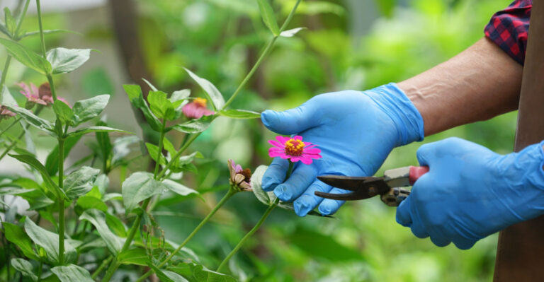 Spent Blooms Worth Removing In Your Georgia Garden Before Summer Peaks