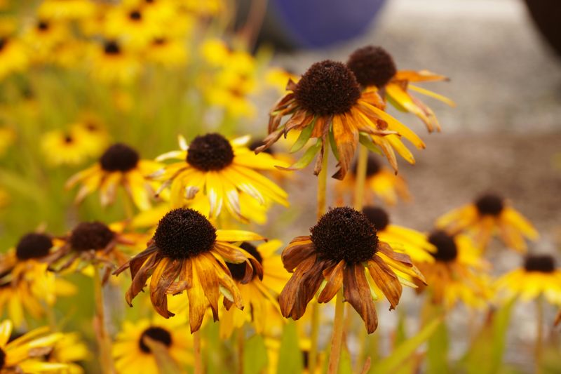 Spent Flower Heads Spent Flower Heads