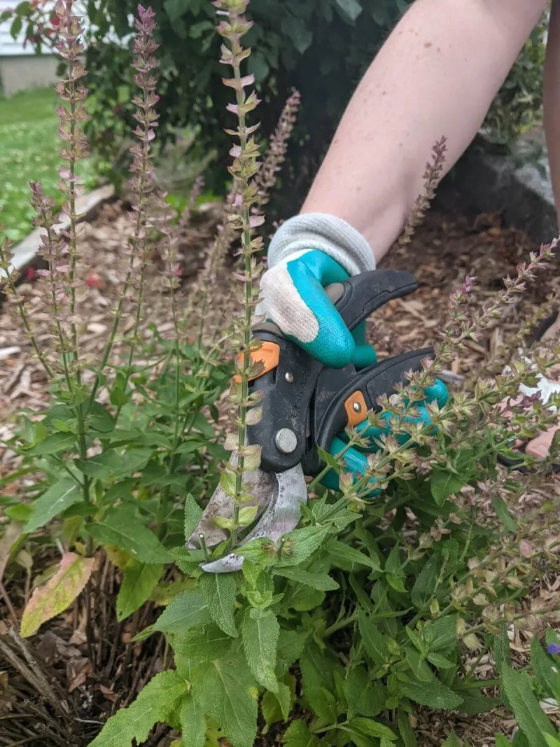 Spent Flower Spikes Should Be Removed Regularly