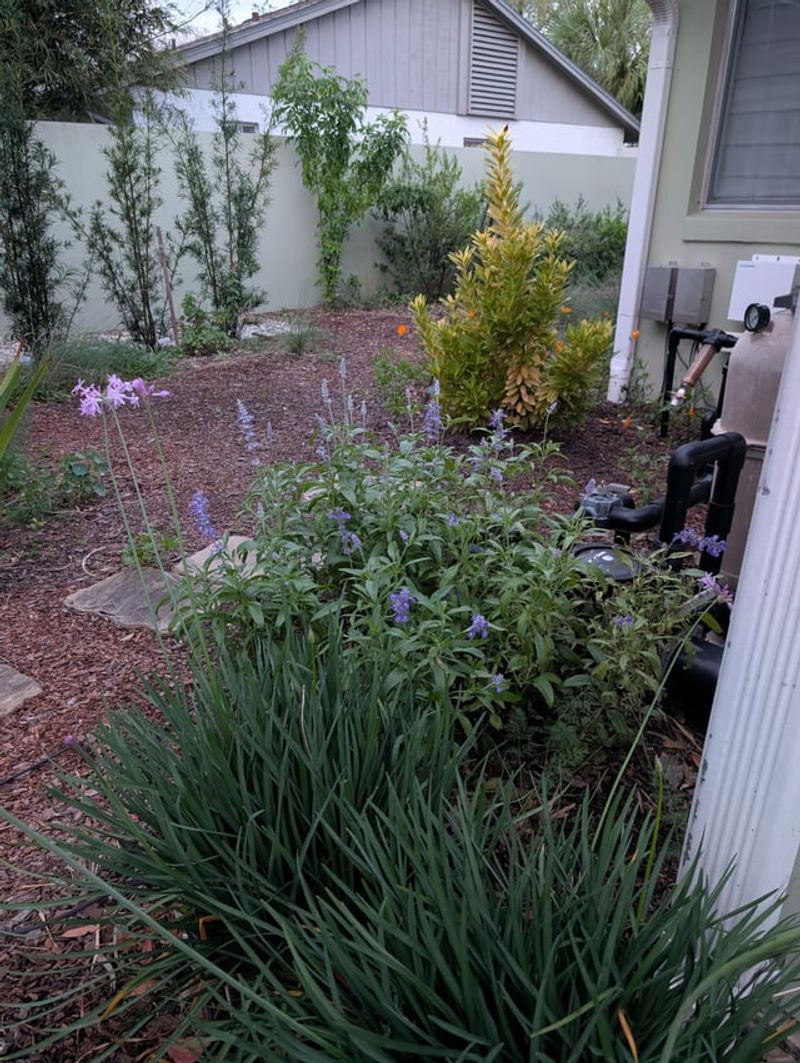 Spent Flower Stalks Make Beds Look Messy