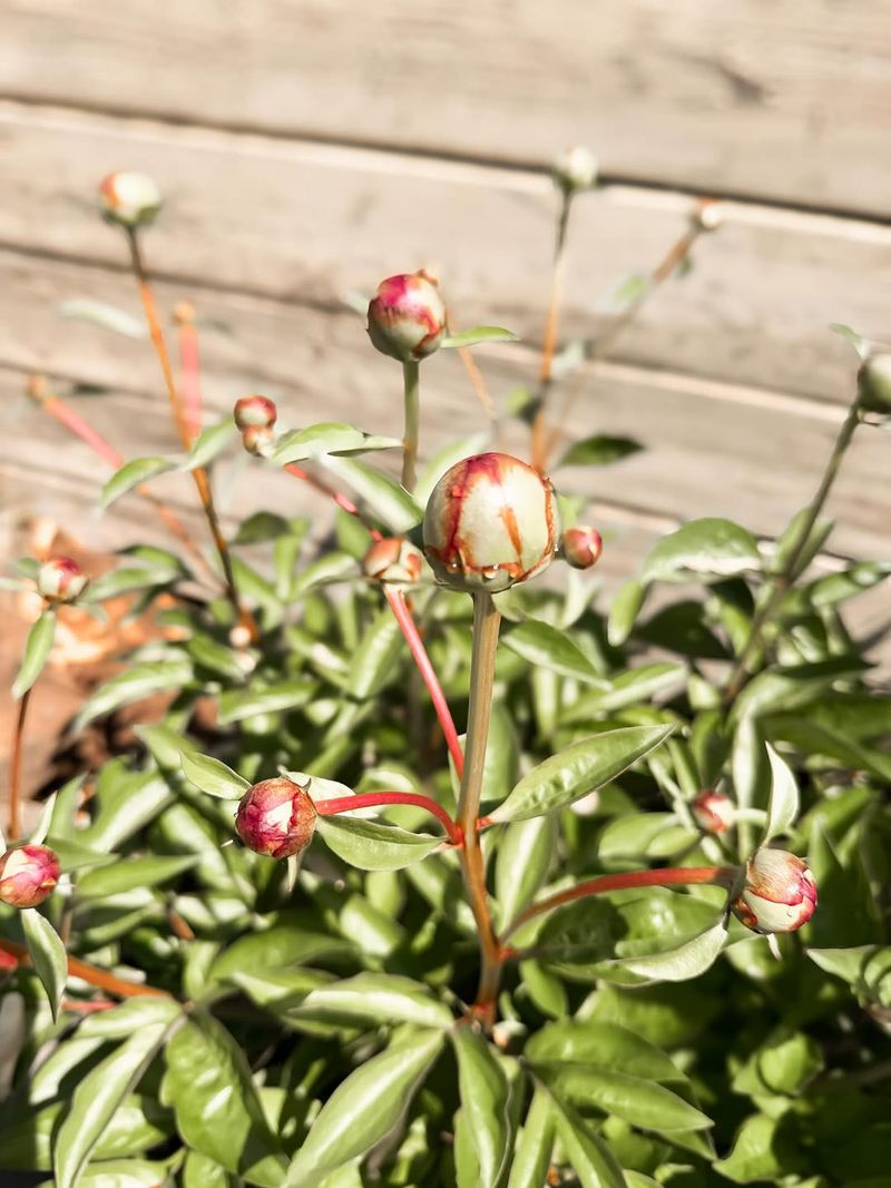 Spent Flowers Prevent Plants From Wasting Energy