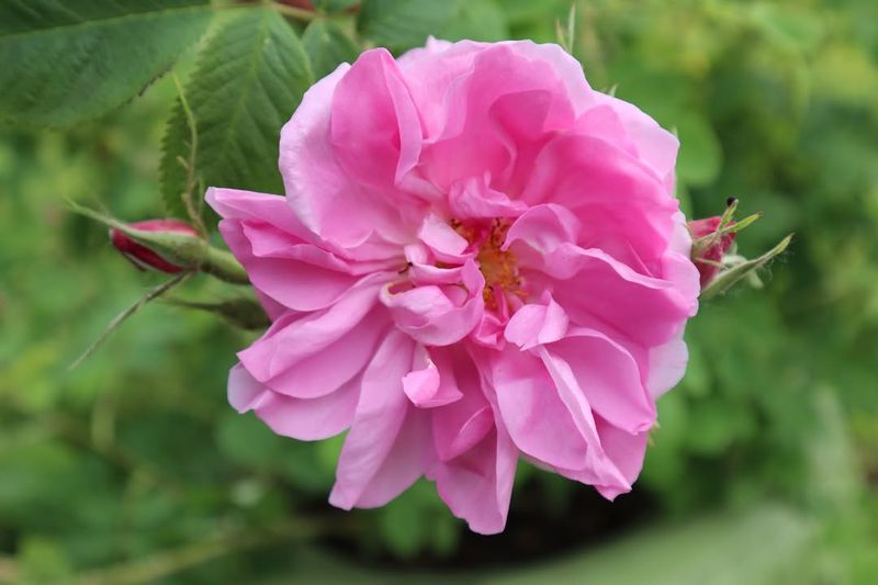 Spice Rose Grows Reliably In Desert Conditions Spice Rose Grows Reliably In Desert Conditions