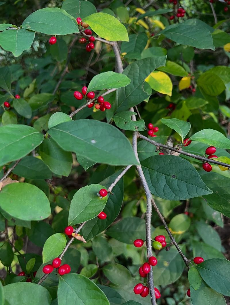 Spicebush Spicebush