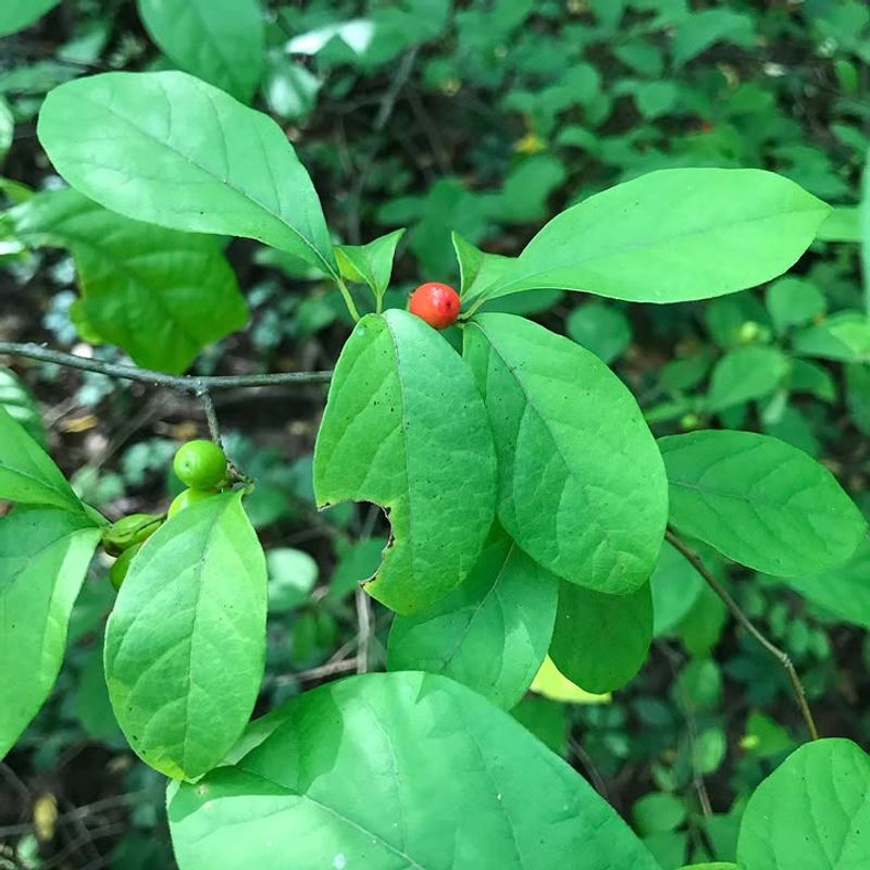 Spicebush Spicebush