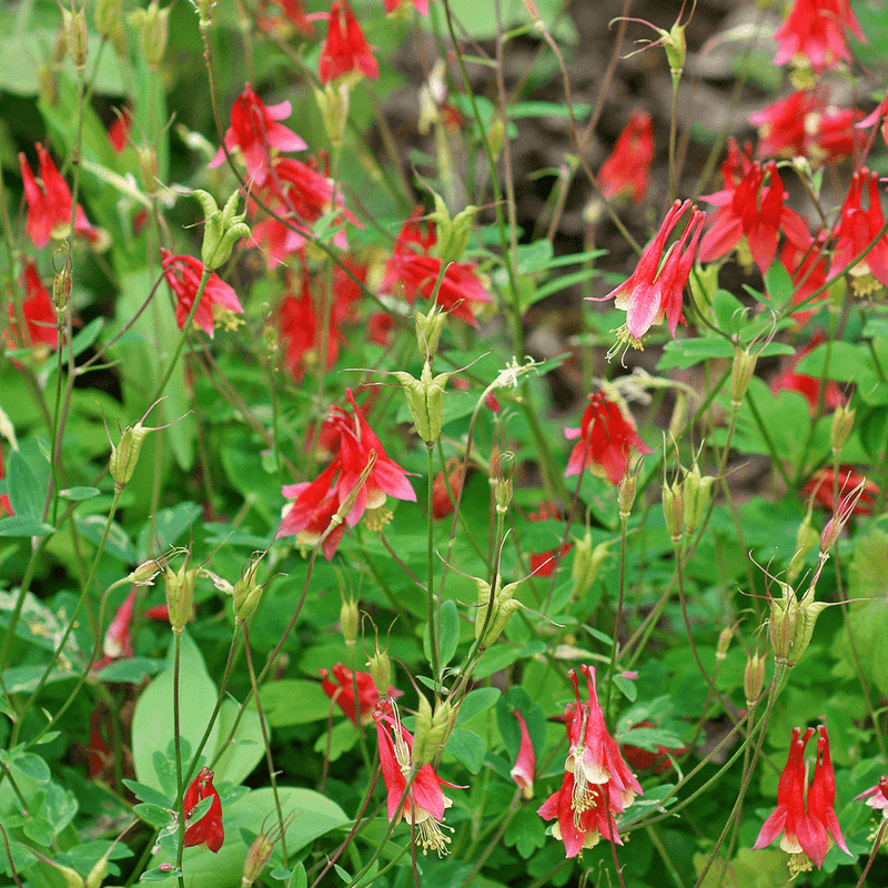 Wild Columbine Brings Early Color And Charm