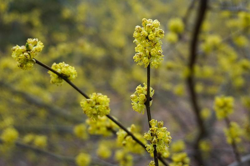 Spicebush Adds Native Charm To Moist Spaces Spicebush Adds Native Charm To Moist Spaces