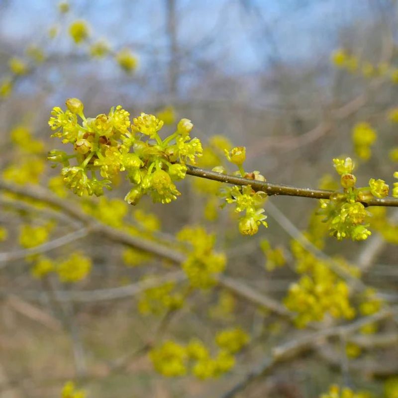Spicebush Adds Shade-Friendly Native Beauty Spicebush Adds Shade-Friendly Native Beauty
