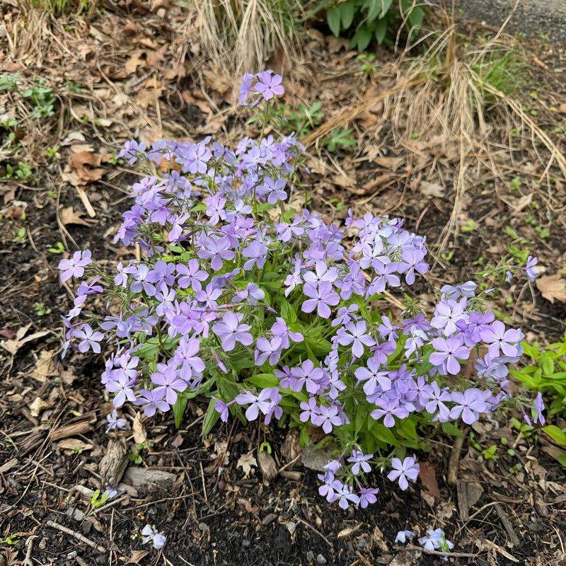 Spicebush And Woodland Phlox Soften Shady Edges