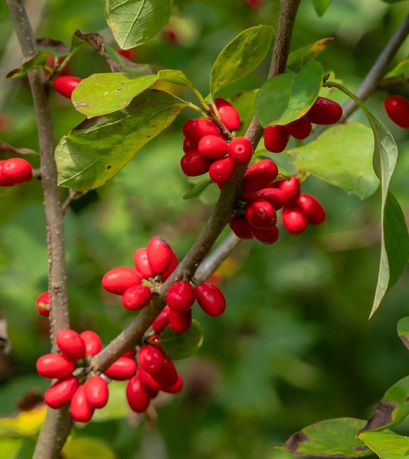 Spicebush Brings Color And Bird Food In Fall