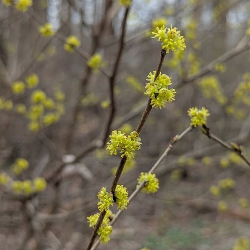 Spicebush Lights Up Woodland Edges With Early Yellow Blooms Spicebush Lights Up Woodland Edges With Early Yellow Blooms
