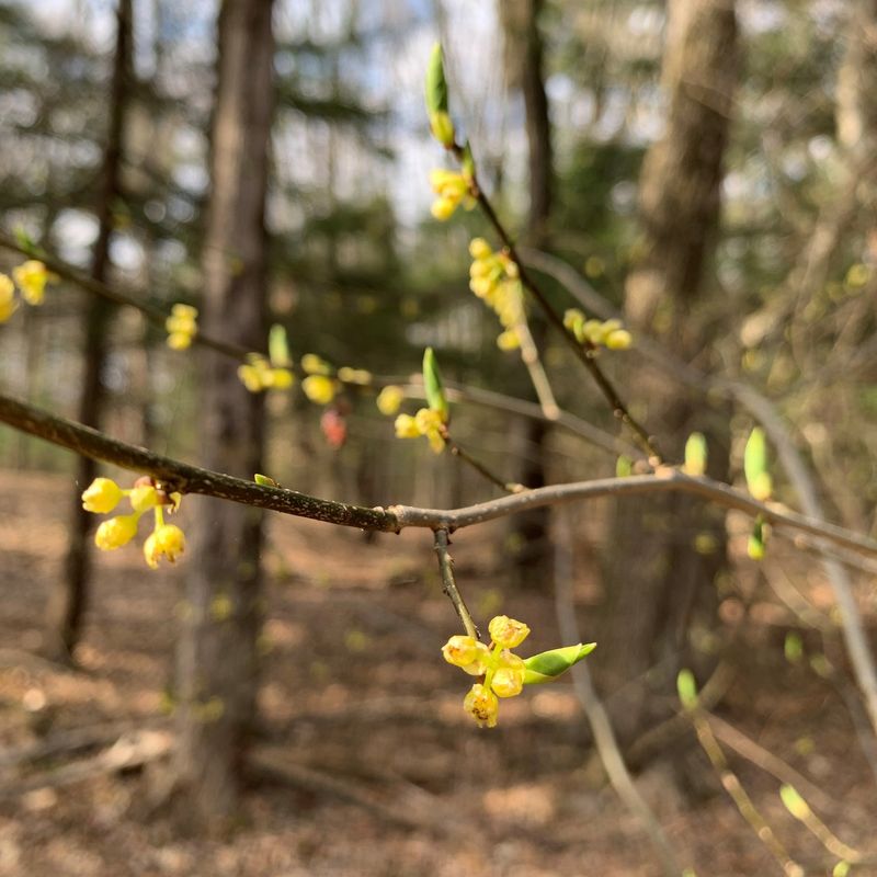 Spicebush (Lindera Benzoin)