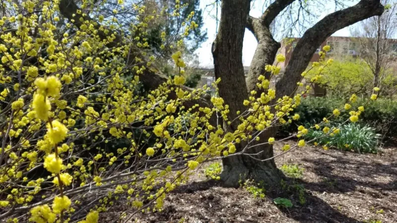 Spicebush Supports Pollinators In Part Shade