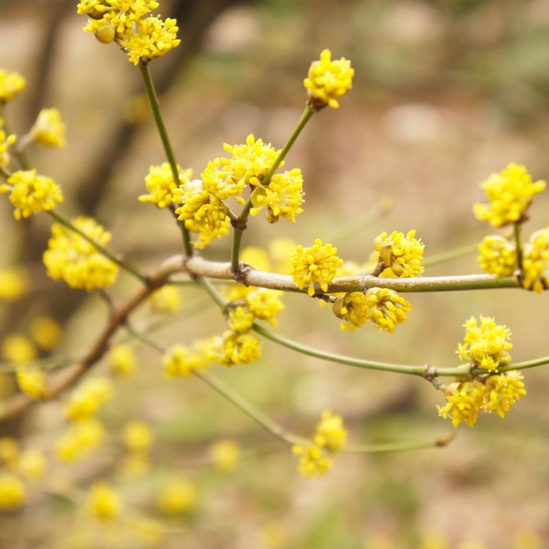 Spicebush