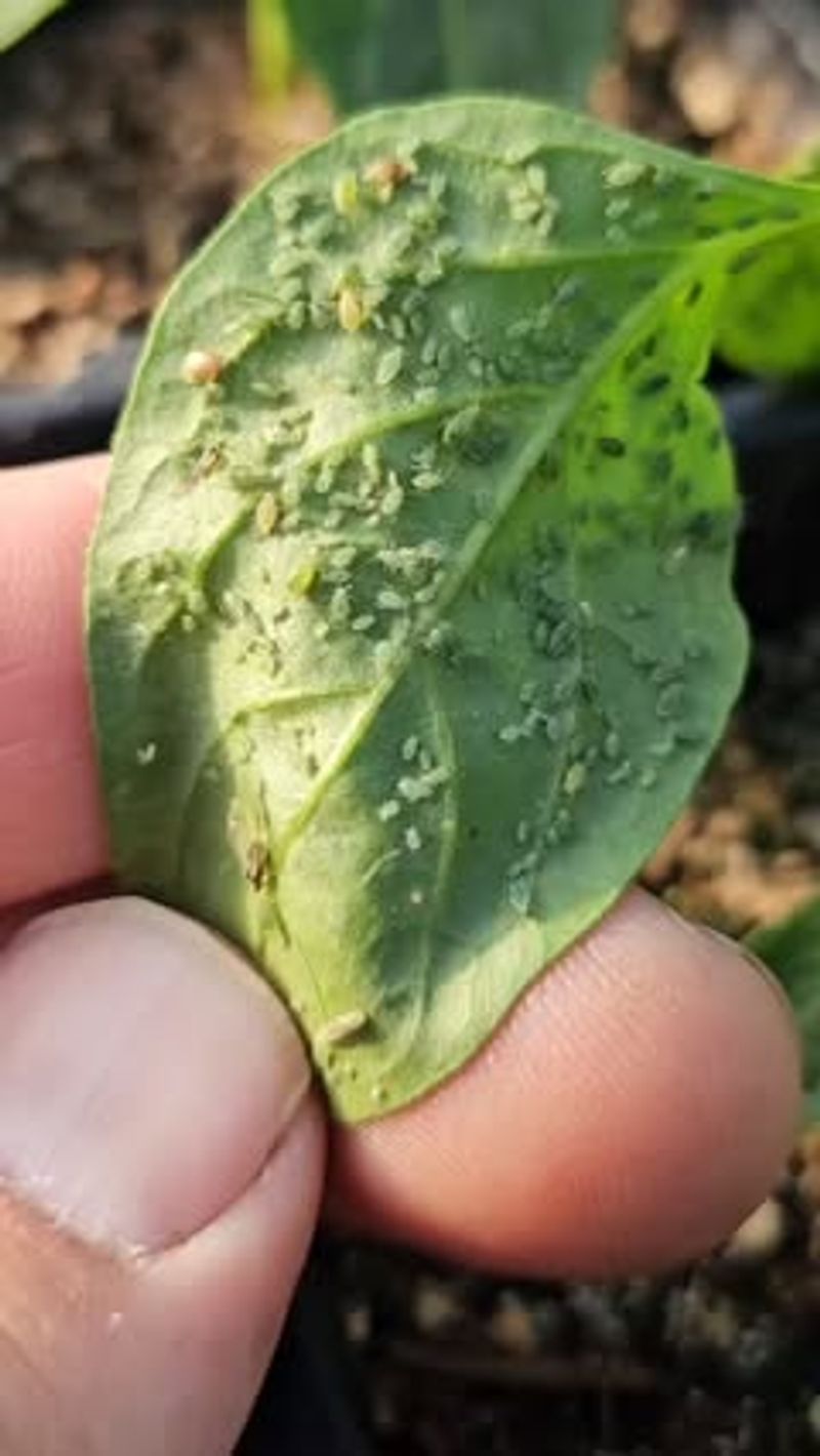 Spider Mites