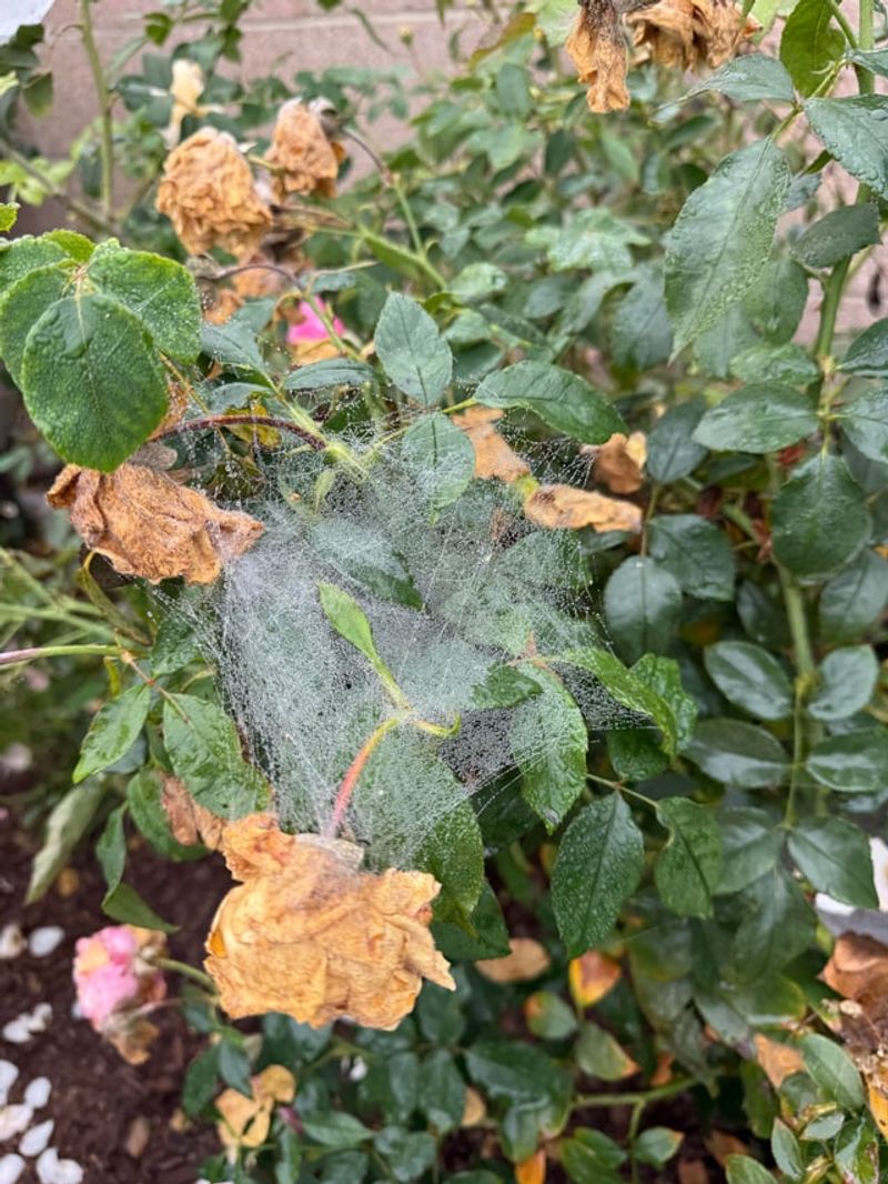 Spider Mites