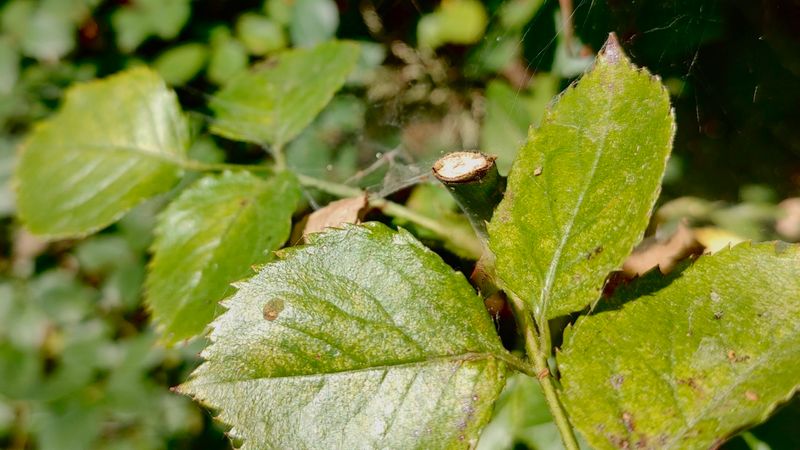 Spider Mites And Thrips