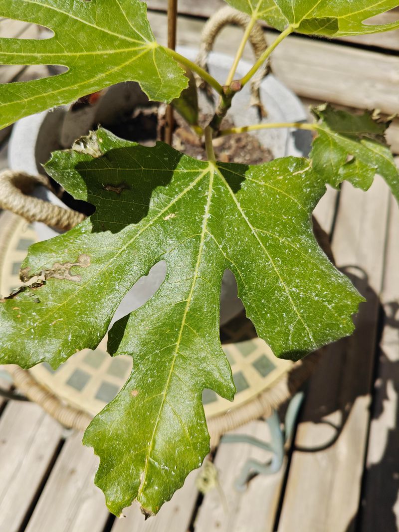 Spider Mites During Hot Dry Weather Spider Mites During Hot Dry Weather