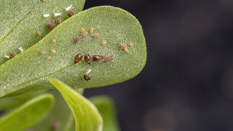 Spider Mites Or Pest Damage