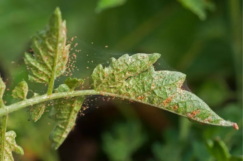 Spider Mites Surge In Hot Dry Weather