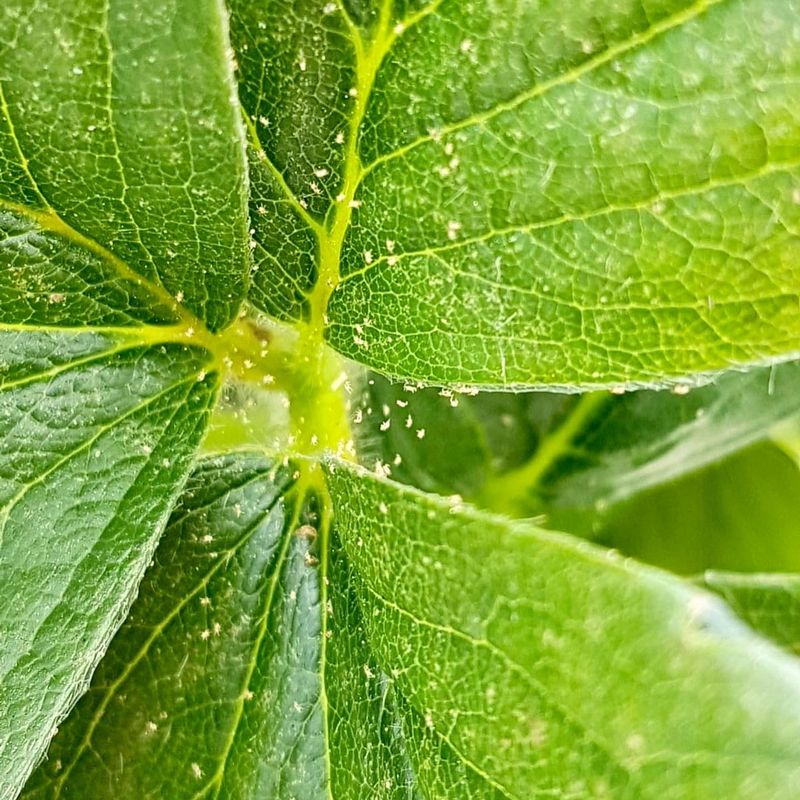 Spider Mites Thrive In Hot, Dusty Conditions