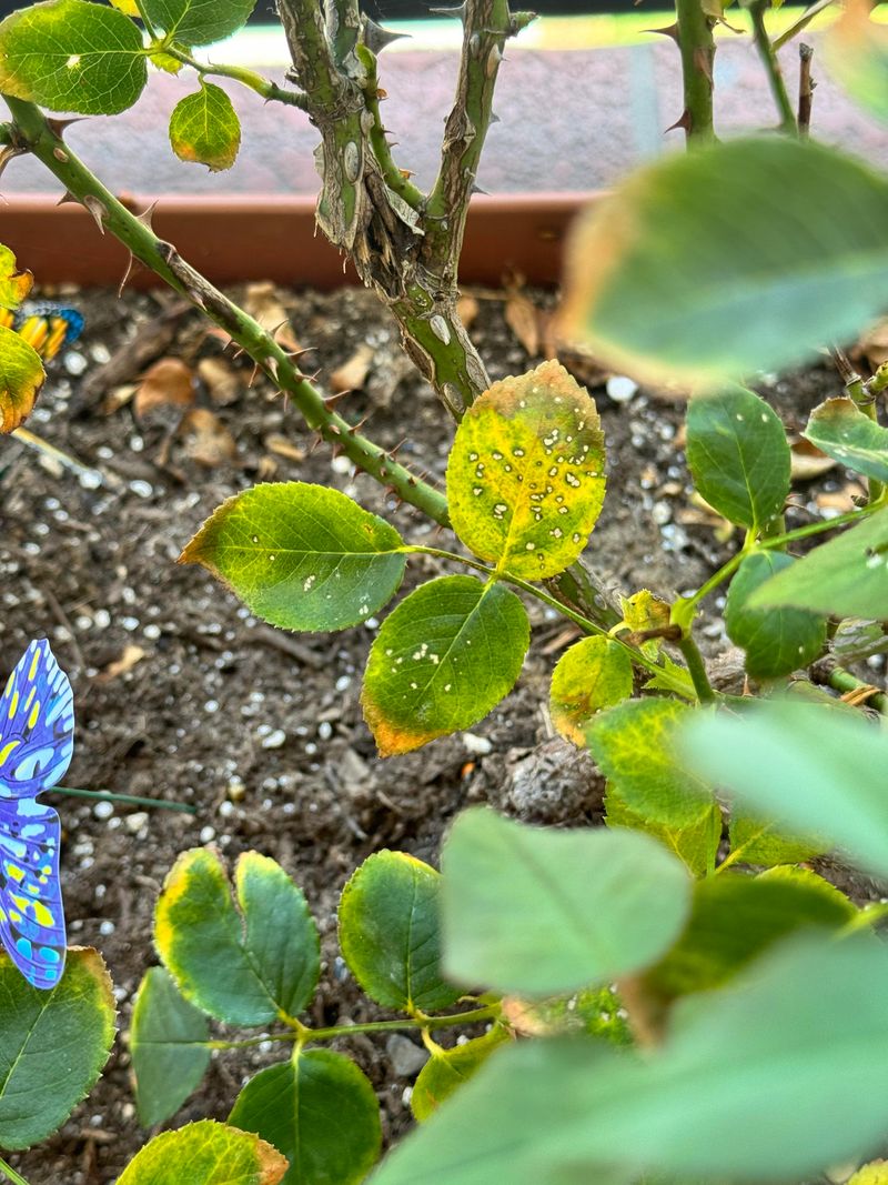 Spider Mites Thrive In Hot Weather Spider Mites Thrive In Hot Weather