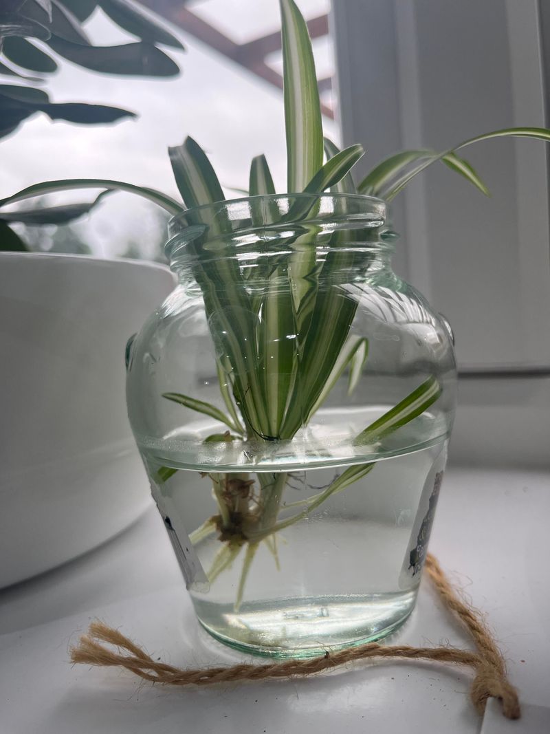 Spider Plant (Chlorophytum comosum)