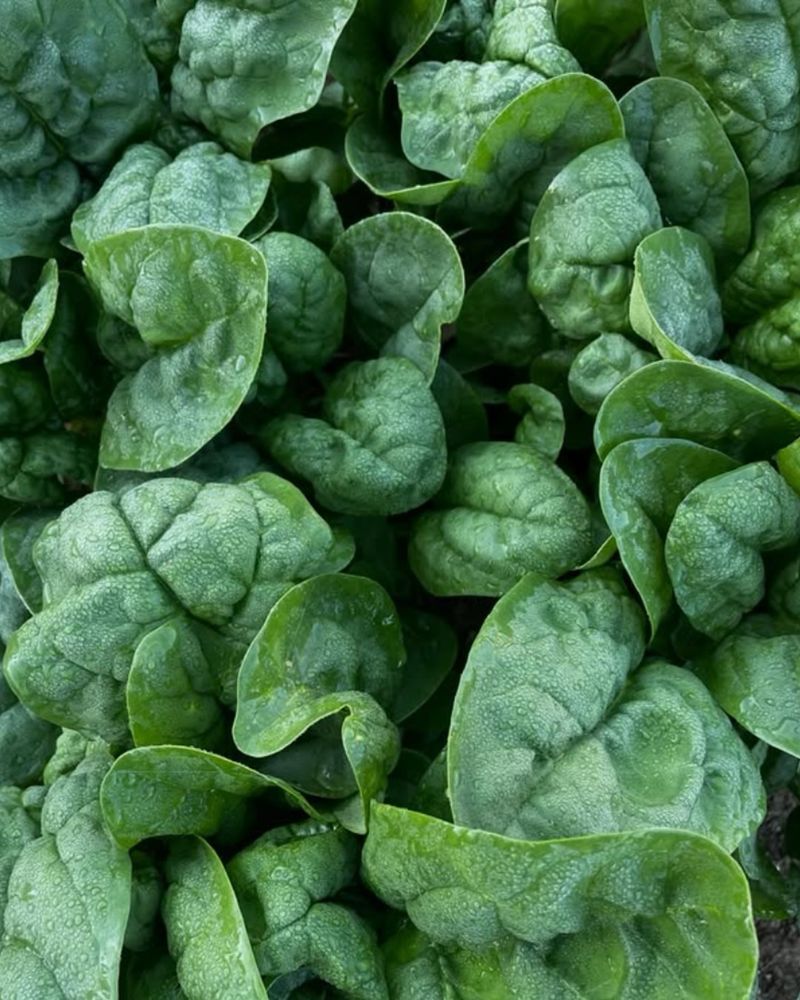 Spinach