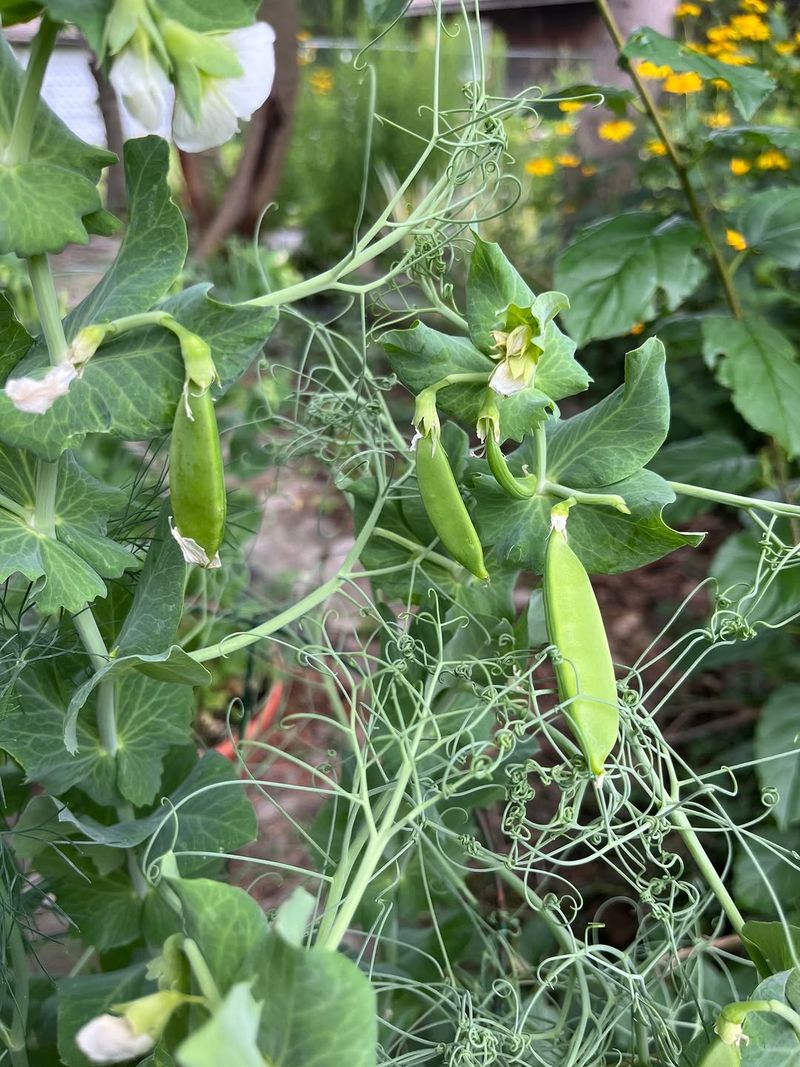 Spinach And Peas Thriving In Cool Michigan Springs