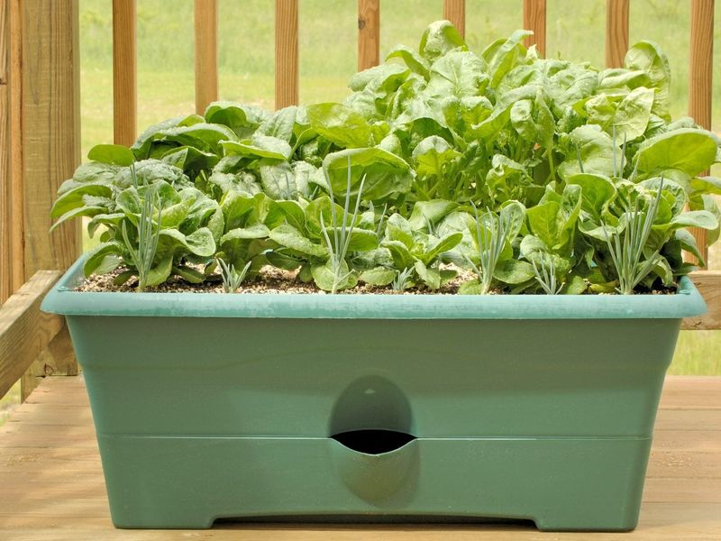 Spinach Fits Easily Into Cool-Season Pots
