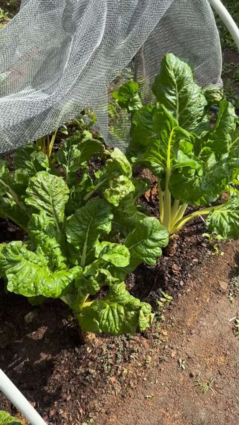 Spinach Grows Fast Before Temperatures Start Rising Spinach Grows Fast Before Temperatures Start Rising