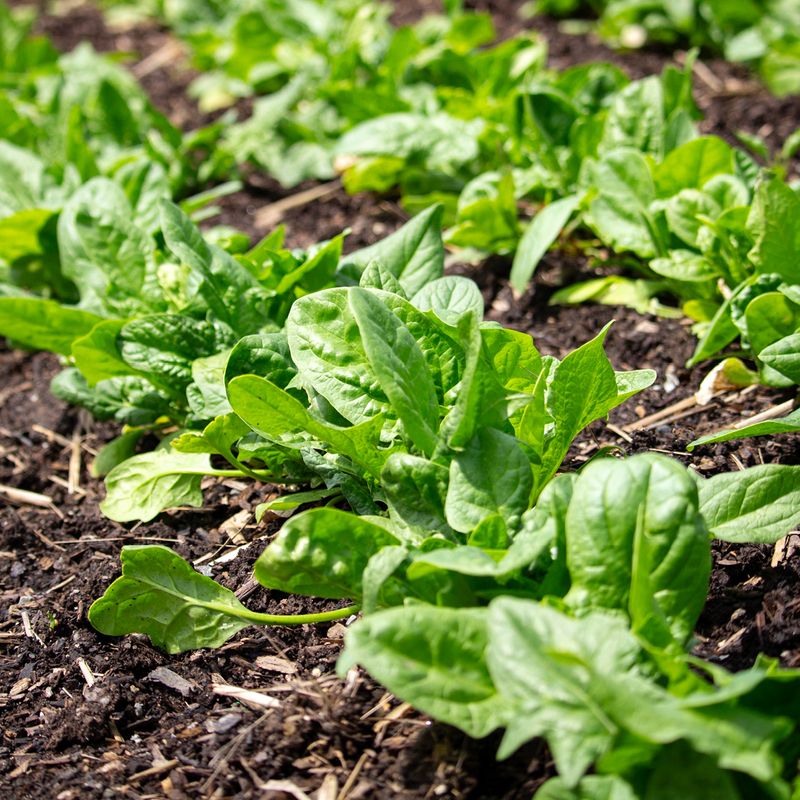 Spinach Loves Oregon's Cool Beds