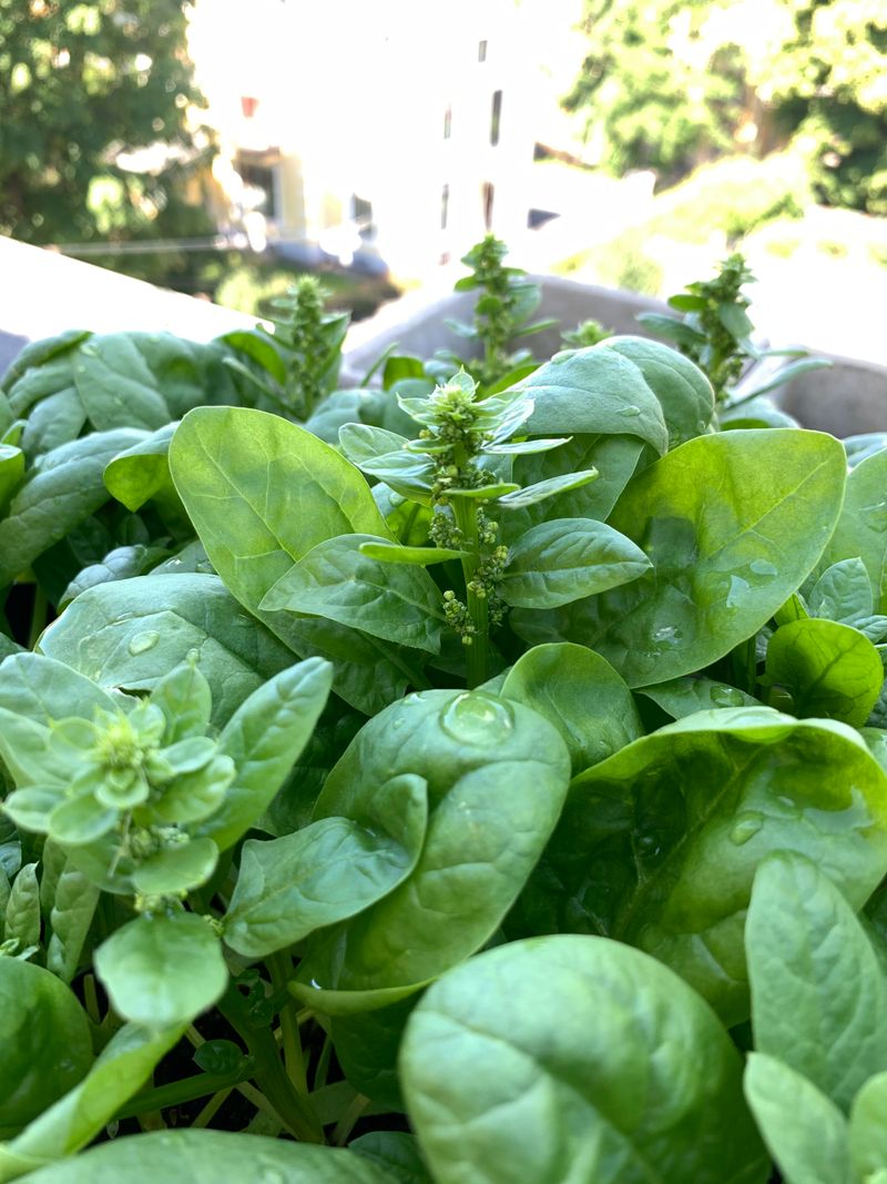Spinach Prefers Cooler Light
