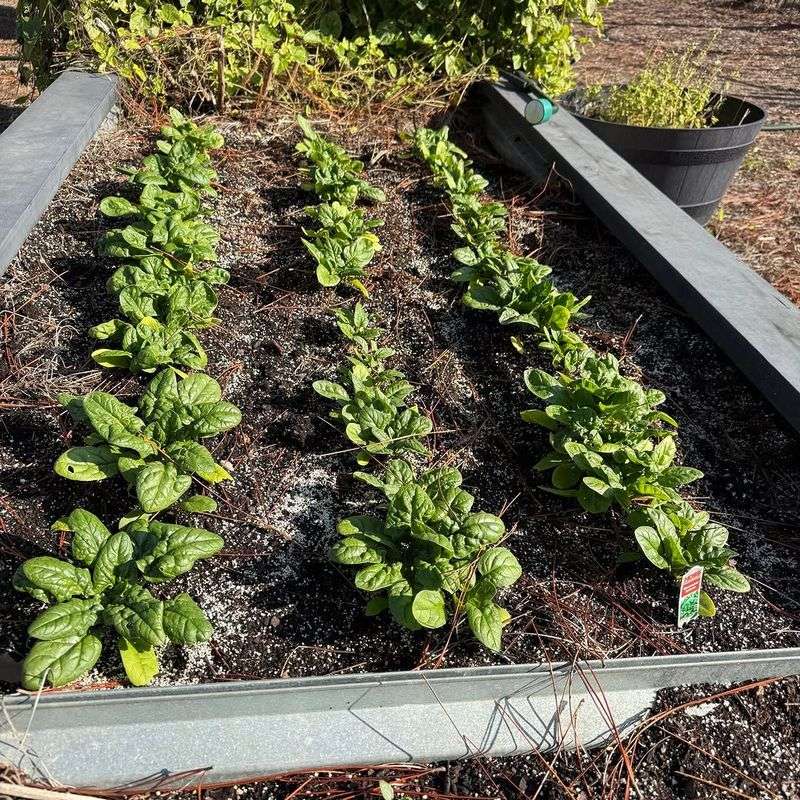 Spinach Slows Bolting And Lasts Longer With Less Sun