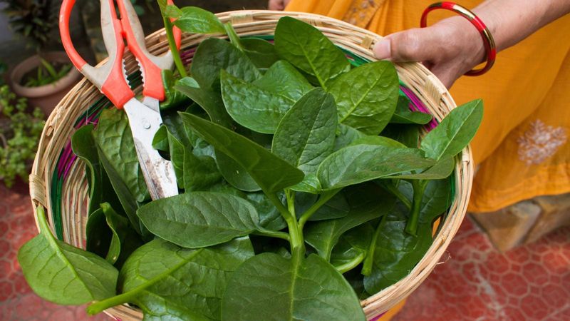 Spinach (Spinacia oleracea)