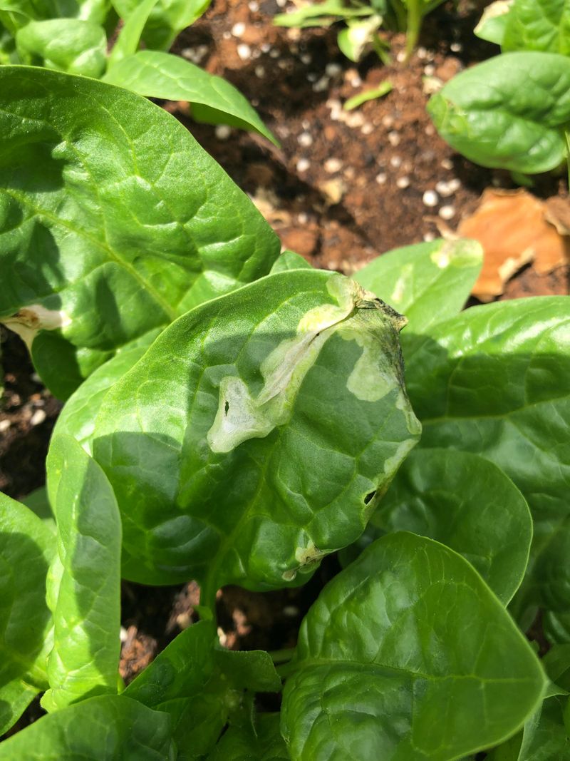 Spinach Turns Bitter Once Summer Heat Arrives