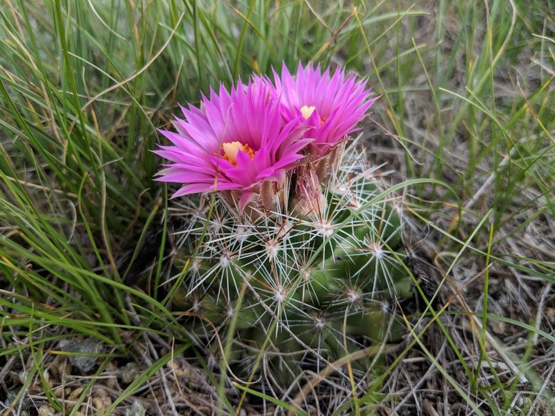 Spinystar Cactus (Escobaria Vivipara)