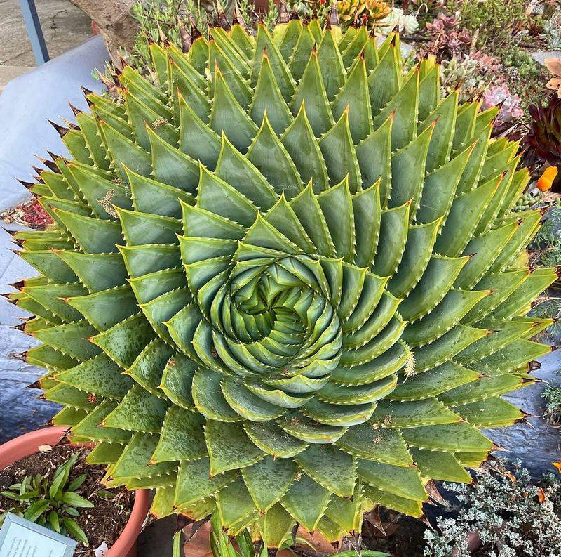 Spiral Aloe