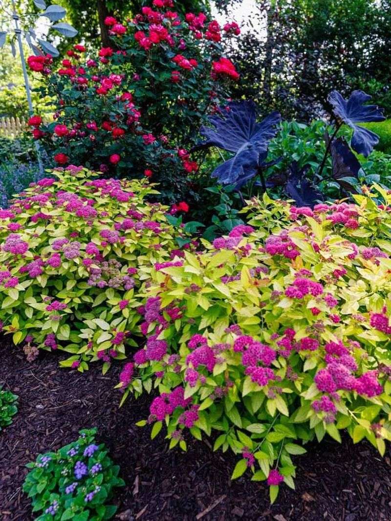 Spirea