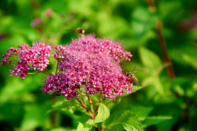 Spirea (Spiraea Japonica)