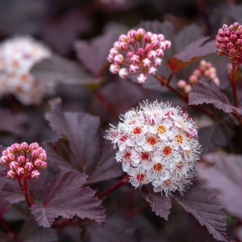 Ninebark (Physocarpus Opulifolius)