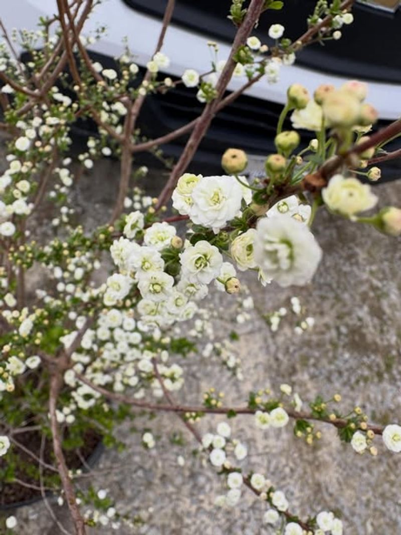 Spirea