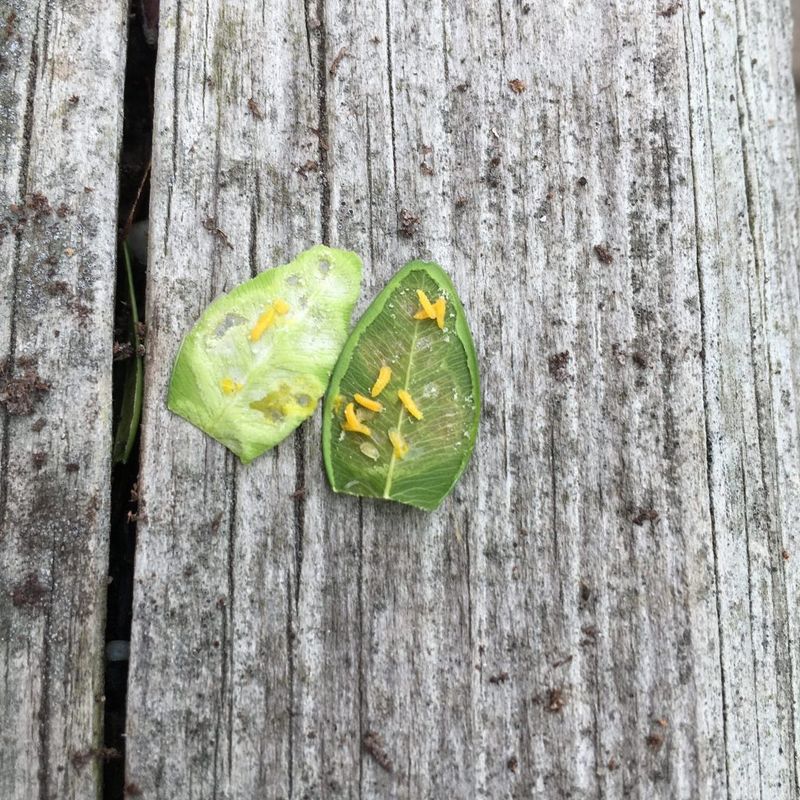 Split Open Blistered Leaves To Confirm The Pest