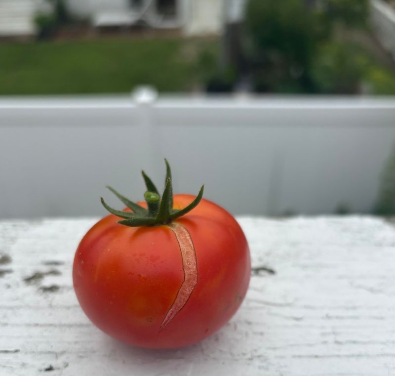 Brandywine tomato